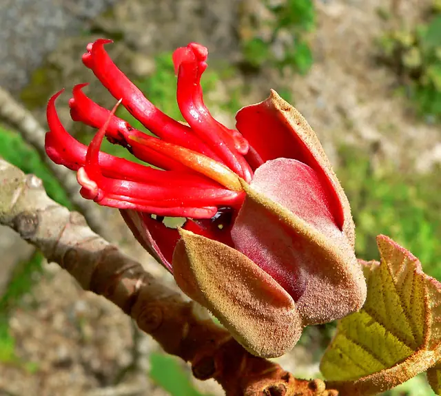 Flor roja del árbol de las manitas (Chiranthodendron pentadactylon) con forma de mano
