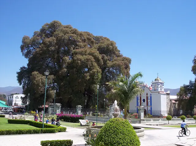 Árbol del Tule, ahuehuete (Taxodium mucronatum) con el tronco más ancho del mundo en Santa María del Tule, Oaxaca