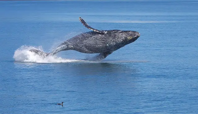 Ballena jorobada (Megaptera novaeangliae) saltando fuera del agua