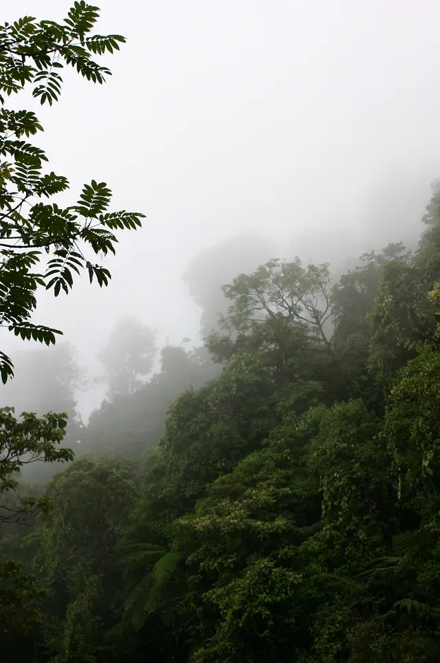 Bosque mesófilo de montaña o bosque de niebla en Santiago Comaltepec, Sierra Norte de Oaxaca