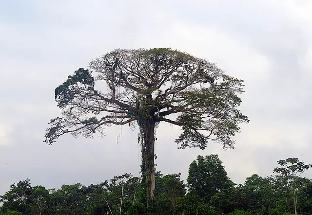 Ceiba (Ceiba pentandra), árbol gigante y sagrado de las selvas de México