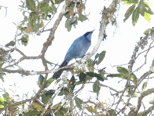 Chara enana (Cyanolyca nanus), ave endémica de los bosques de montaña de Oaxaca