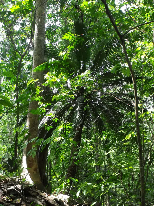 Cícada gigante (Dioon spinulosum) en San Juan Bautista Valle Nacional, Oaxaca