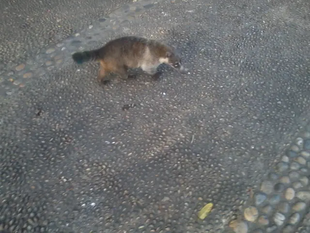 Coatí de nariz blanca (Nasua narica) buscando alimento en el suelo del bosque