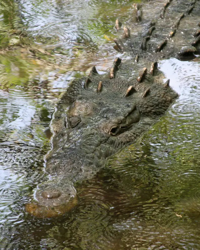 Cocodrilo de río (Crocodylus acutus) en México, reptil de manglares y lagunas costeras