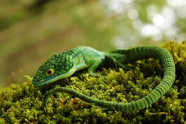 Dragoncito (Abronia graminea), lagartija arborícola verde de los bosques de niebla