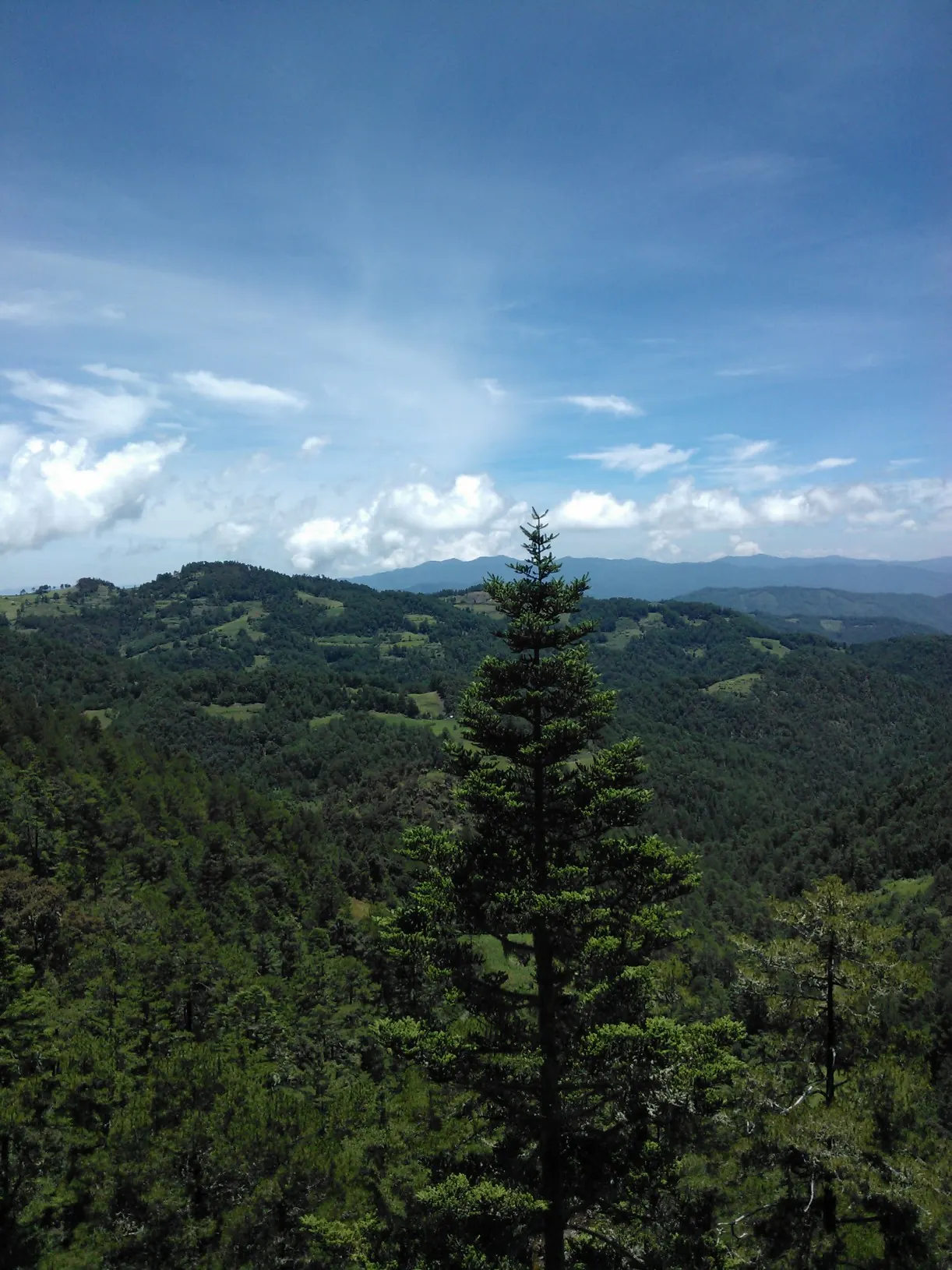 Ecosistemas de Oaxaca: bosque de pino y montañas de la Sierra Norte vistos desde Cuajimoloyas