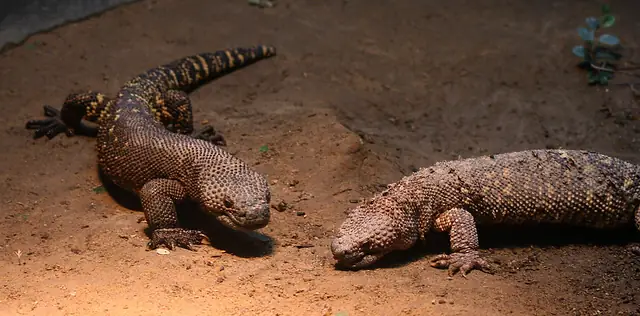 Par de lagartos enchaquirados (Heloderma horridum), lagarto venenoso de la selva seca
