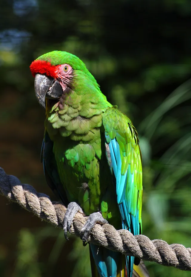 Guacamaya verde (Ara militaris), especie vulnerable presente en cañones de Oaxaca