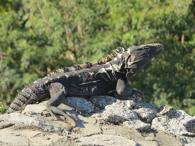 Iguana negra de cola espinosa (Ctenosaura pectinata) en la costa del Pacífico mexicano