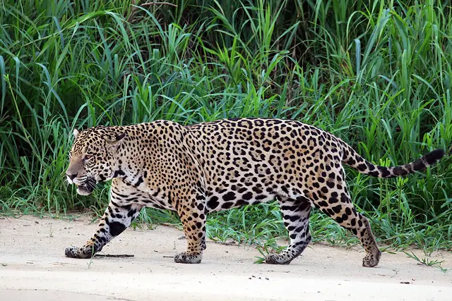 Jaguar macho (Panthera onca) descansando junto a un río, felino emblemático de las selvas de Oaxaca