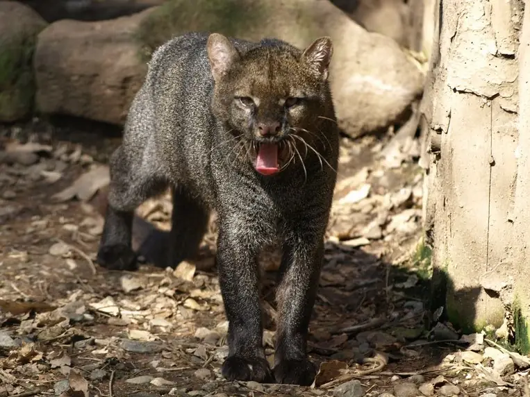 Jaguarundi (Herpailurus yagouaroundi), felino diurno de la selva seca de Oaxaca