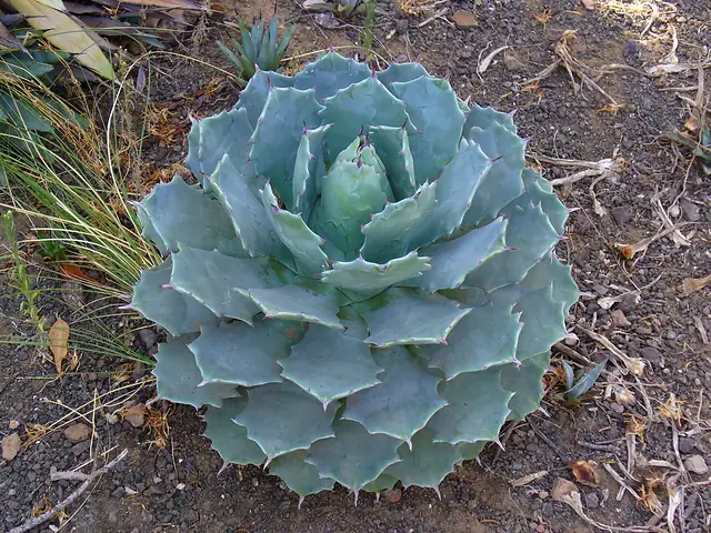 Maguey tobalá (Agave potatorum), agave silvestre usado para mezcal en Oaxaca
