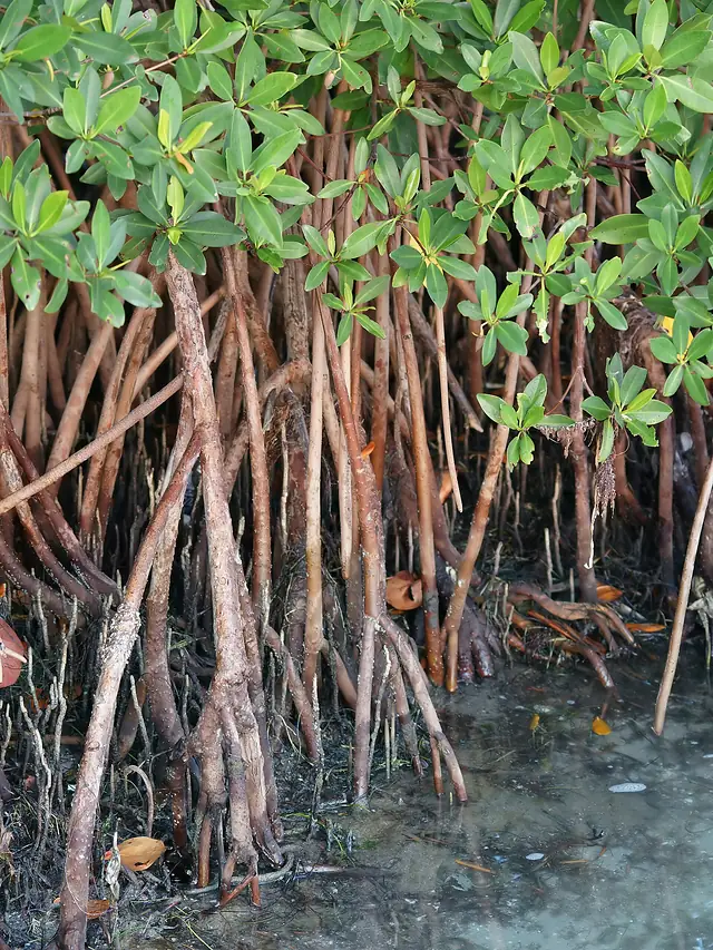 Raíces zancudas del mangle rojo (Rhizophora mangle), base de los manglares de Oaxaca