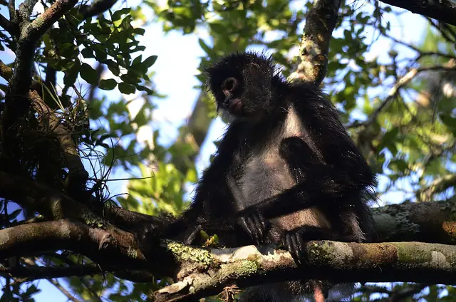 Mono araña centroamericano (Ateles geoffroyi) colgado de las ramas en la selva húmeda