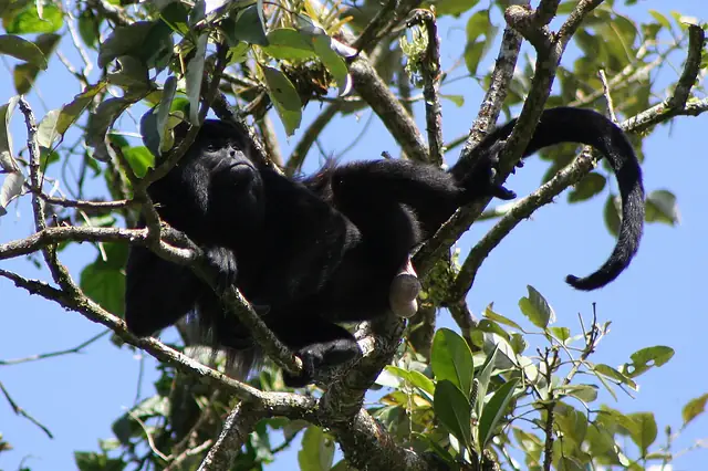 Mono aullador de manto (Alouatta palliata) en el dosel de la selva