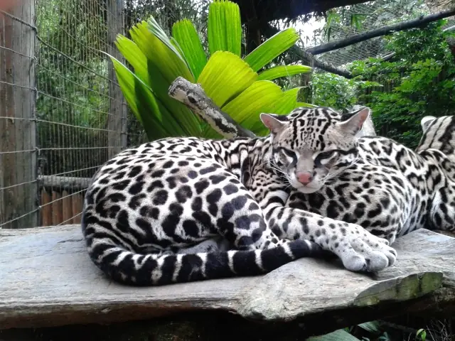 Ocelote (Leopardus pardalis) con pelaje manchado, felino de selvas y manglares de Oaxaca