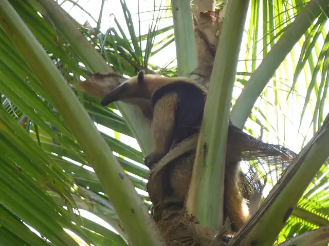 Oso hormiguero tamandúa (Tamandua mexicana) trepando un árbol
