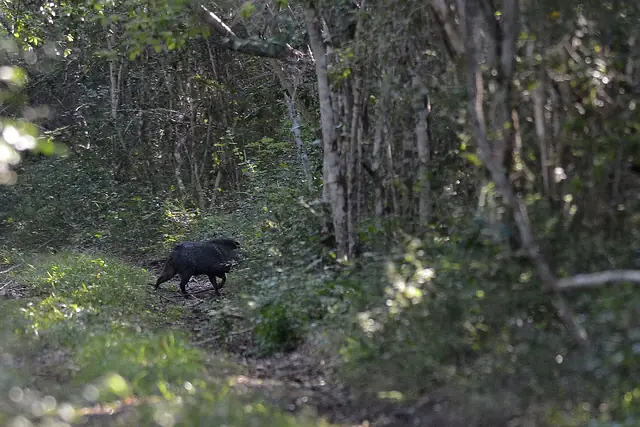 Pecarí de collar (Pecari tajacu), el jabalí nativo de México fotografiado en Campeche