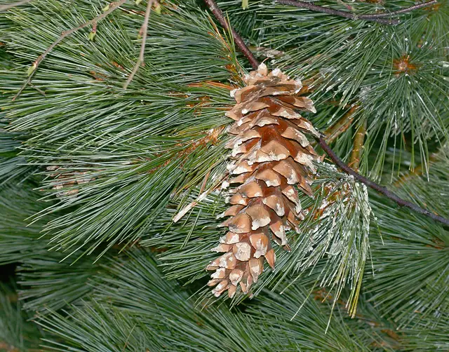 Conos alargados del pino ayacahuite (Pinus ayacahuite), conífera de los bosques de Oaxaca