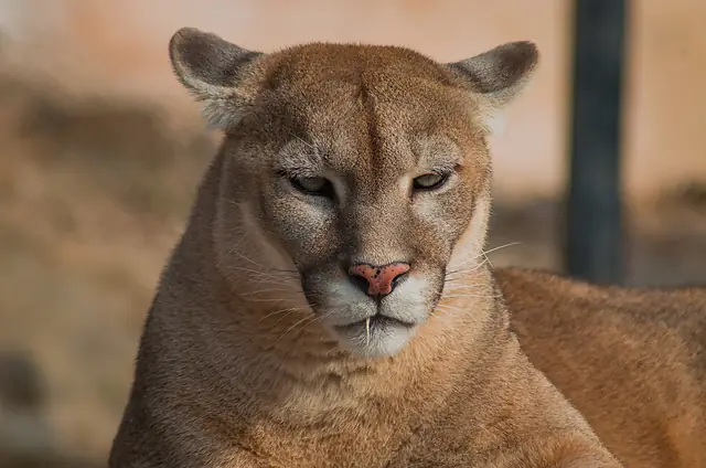 Puma (Puma concolor) caminando, gran felino presente en los bosques templados de Oaxaca