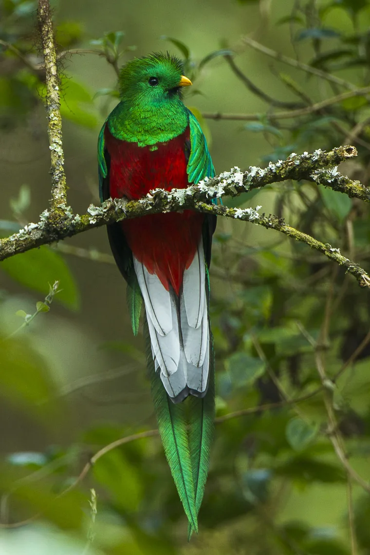 Quetzal macho (Pharomachrus mocinno) con su larga cola verde en el bosque de niebla