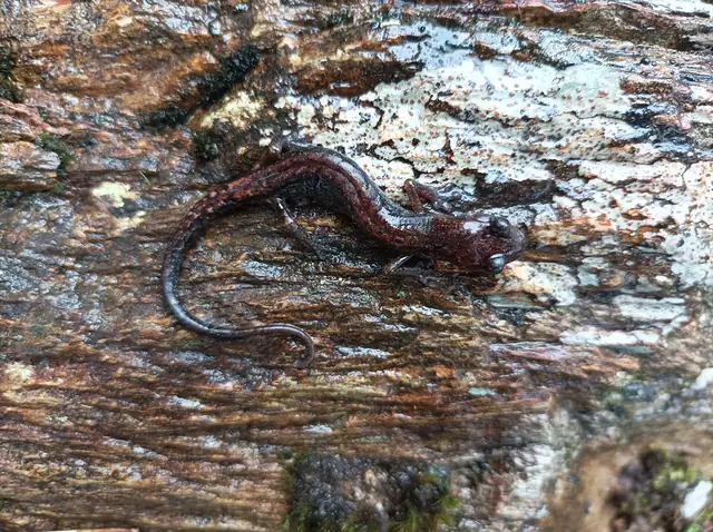 Salamandra Pseudoeurycea unguidentis fotografiada en Oaxaca, especie en peligro crítico