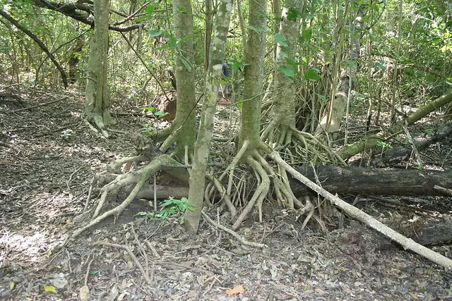 Selva baja caducifolia del Parque Nacional Huatulco, uno de los ecosistemas de Oaxaca más amenazados