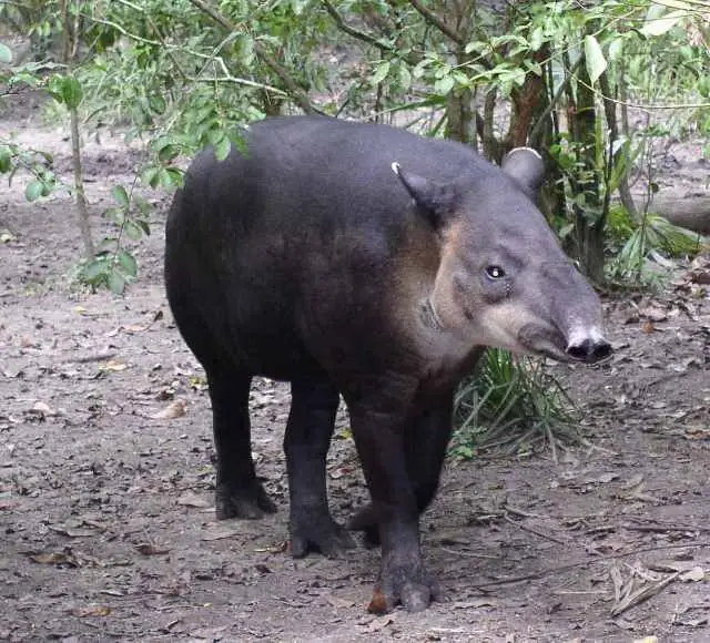 Tapir centroamericano (Tapirus bairdii), especie en peligro de las selvas de los Chimalapas