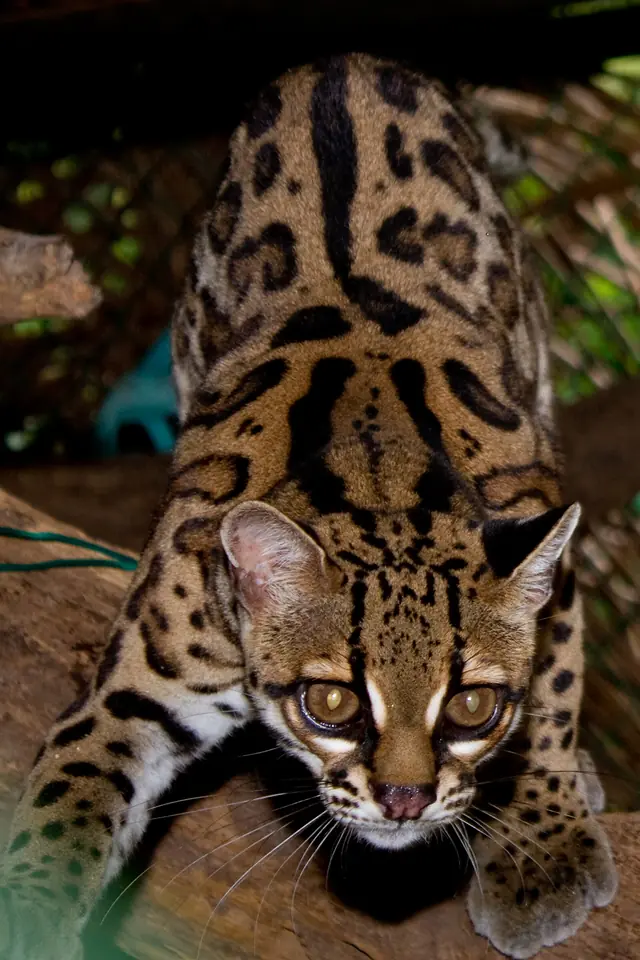 Tigrillo o margay (Leopardus wiedii) trepado en un árbol, felino arborícola de las selvas de Oaxaca