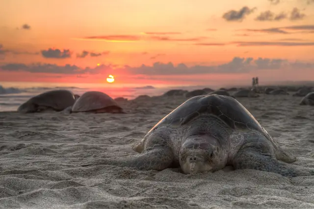 Tortuga golfina (Lepidochelys olivacea) anidando en Playa Escobilla, Oaxaca
