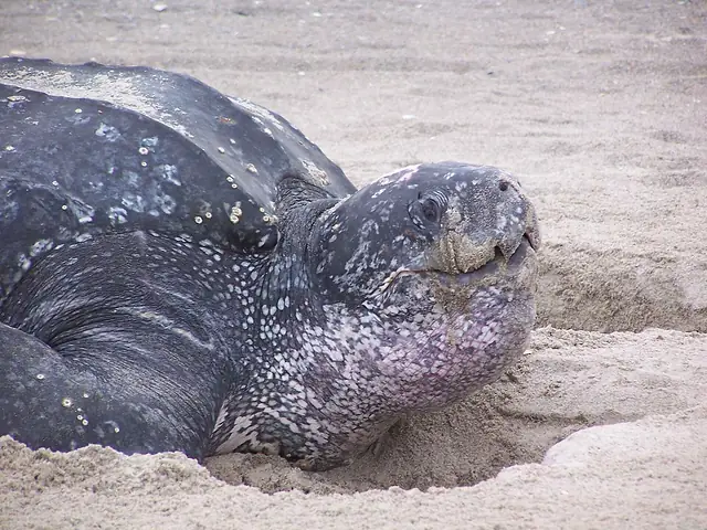 Tortuga laúd (Dermochelys coriacea) sobre la arena de una playa de anidación