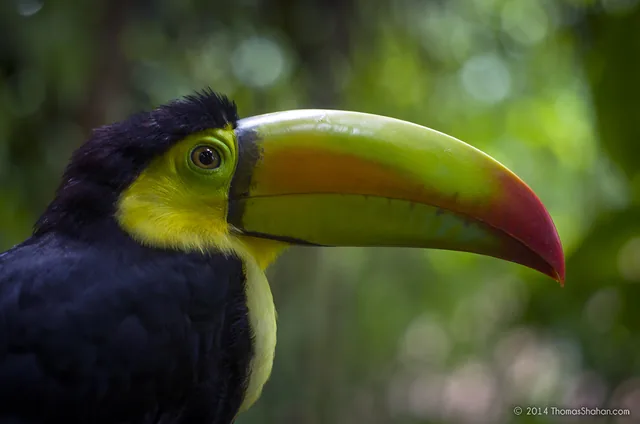 Tucán pico canoa (Ramphastos sulfuratus) posado en una rama