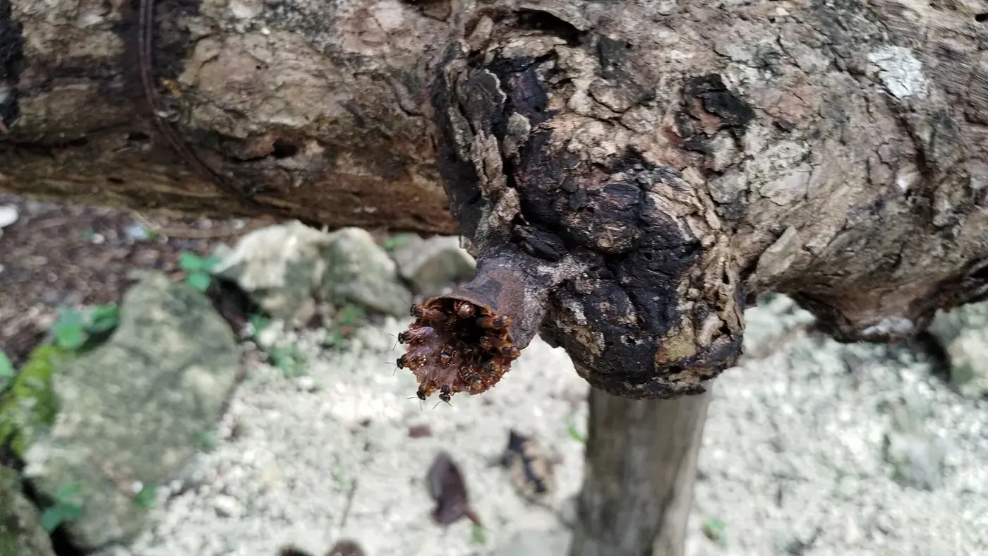 Abejas sin aguijón Scaptotrigona en la entrada de su nido