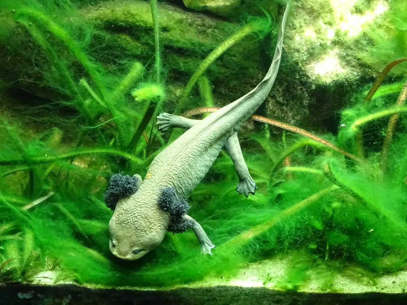Achoque del lago de Pátzcuaro en un acuario