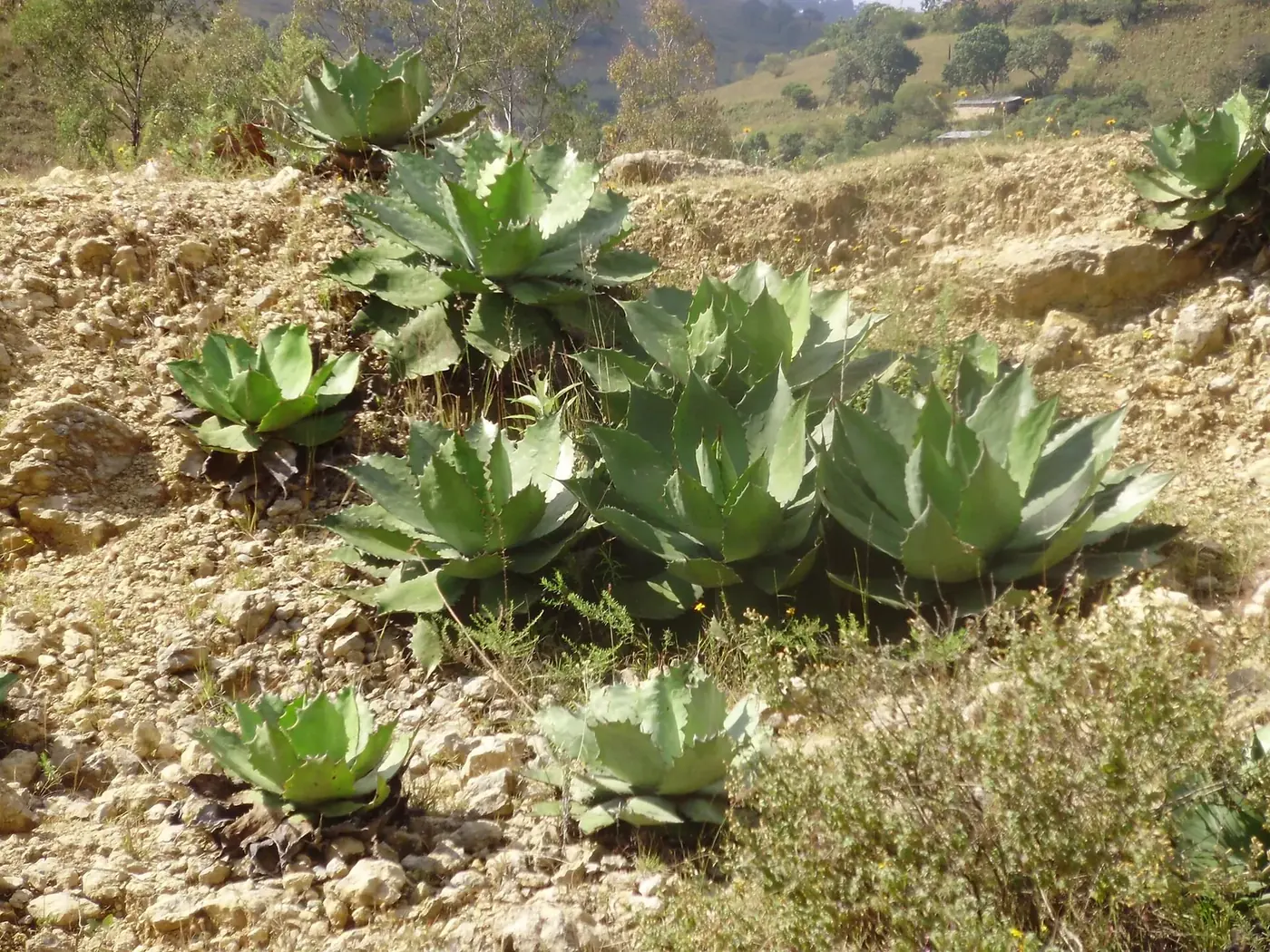 Maguey papalote Agave cupreata