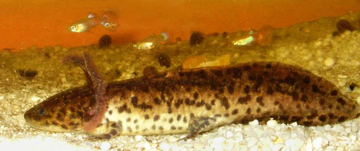 Ajolote de Zacapu con manchas negras