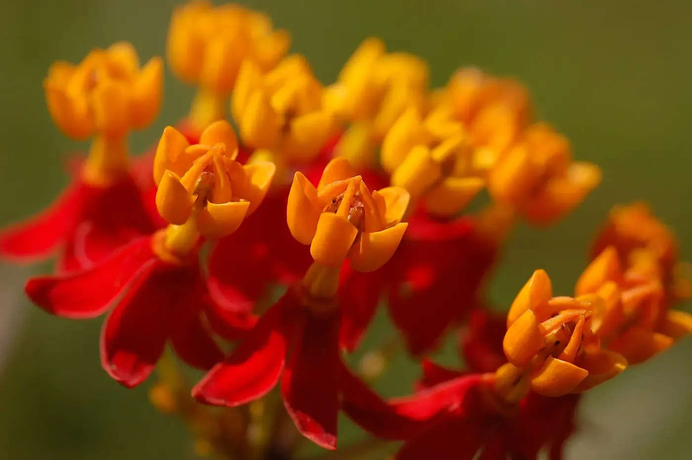 Flores de algodoncillo Asclepias curassavica