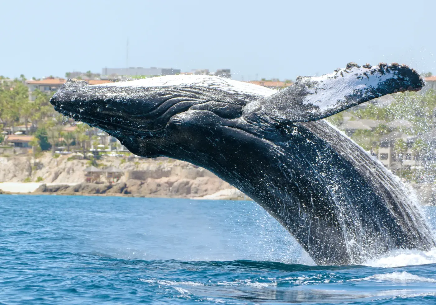 Ballena jorobada saltando fuera del agua en el Pacífico mexicano