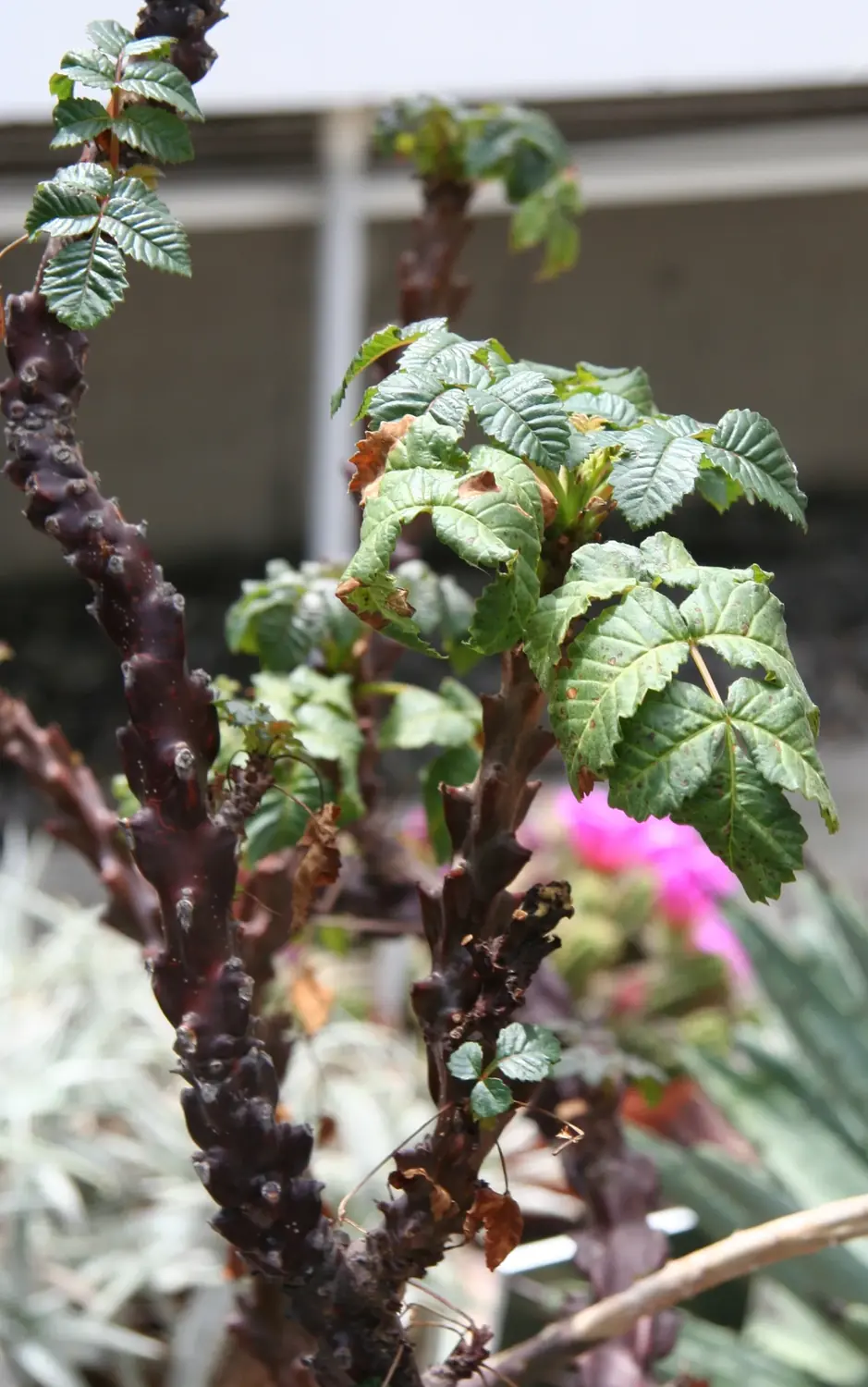 Ejemplar de Beiselia mexicana con hojas y flores