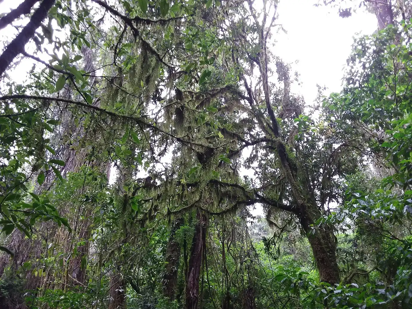 Bosque mesófilo de montaña con árboles cubiertos de epífitas