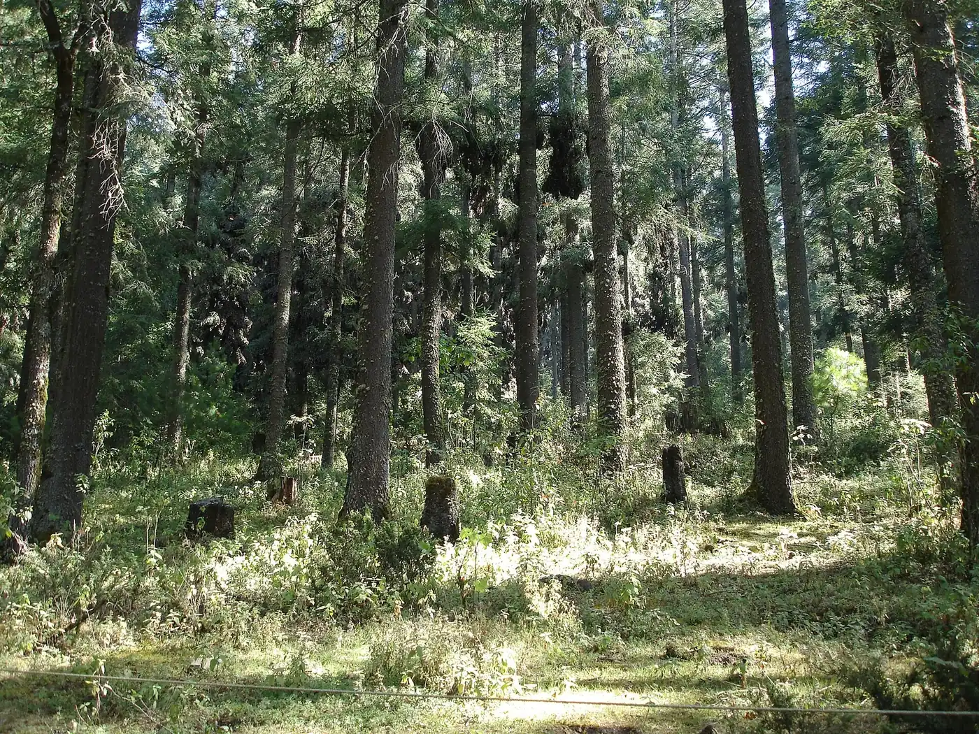 Bosque de oyamel en el santuario El Rosario, Michoacán