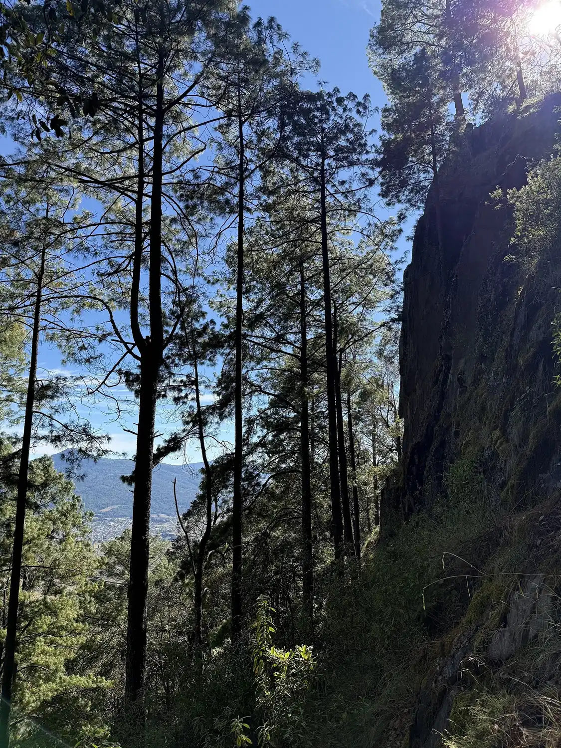 Bosque de pino en el cerro de San Marcos, Cherán, Michoacán