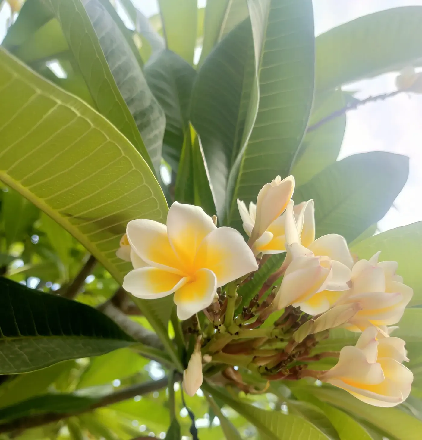 Flores blancas y amarillas de cacaloxóchitl Plumeria rubra