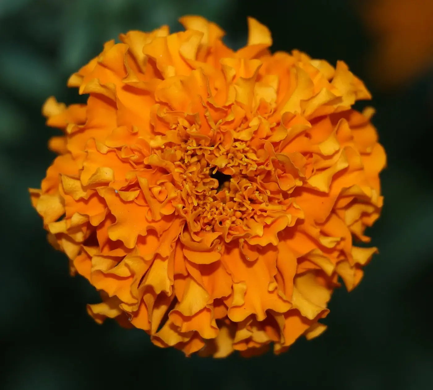 Flor anaranjada de cempasúchil Tagetes erecta