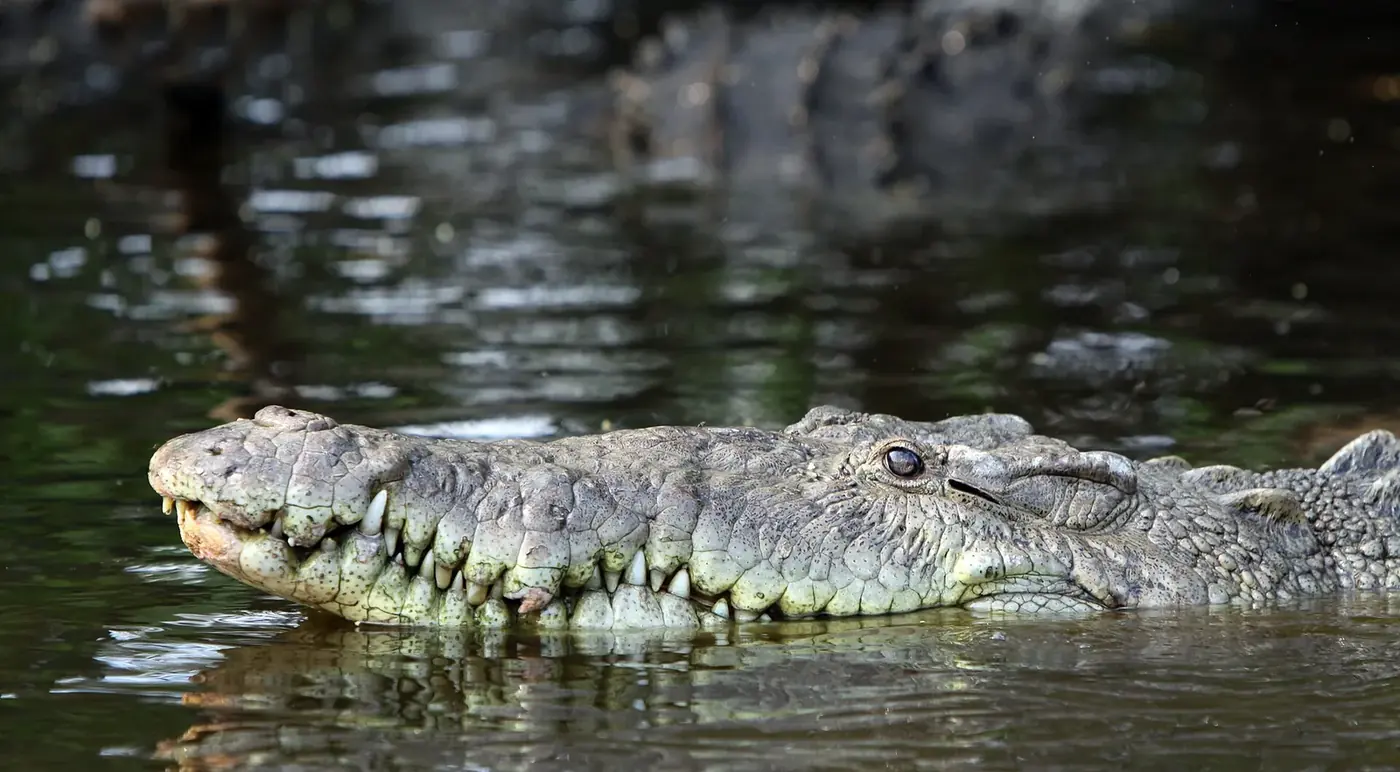 Cocodrilo de río con el cuerpo semisumergido en un estero