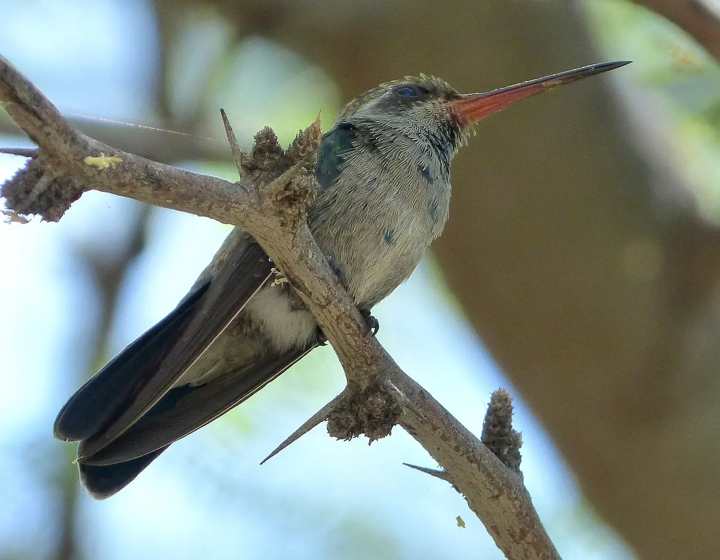 Hembra de colibrí pico ancho posada en una rama