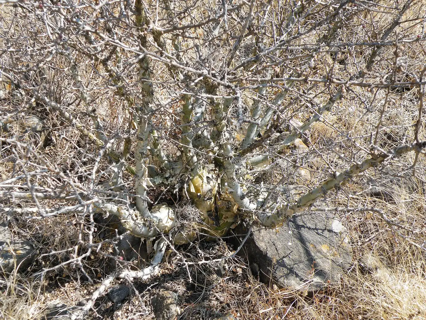 Copal o cuajiote Bursera fagaroides