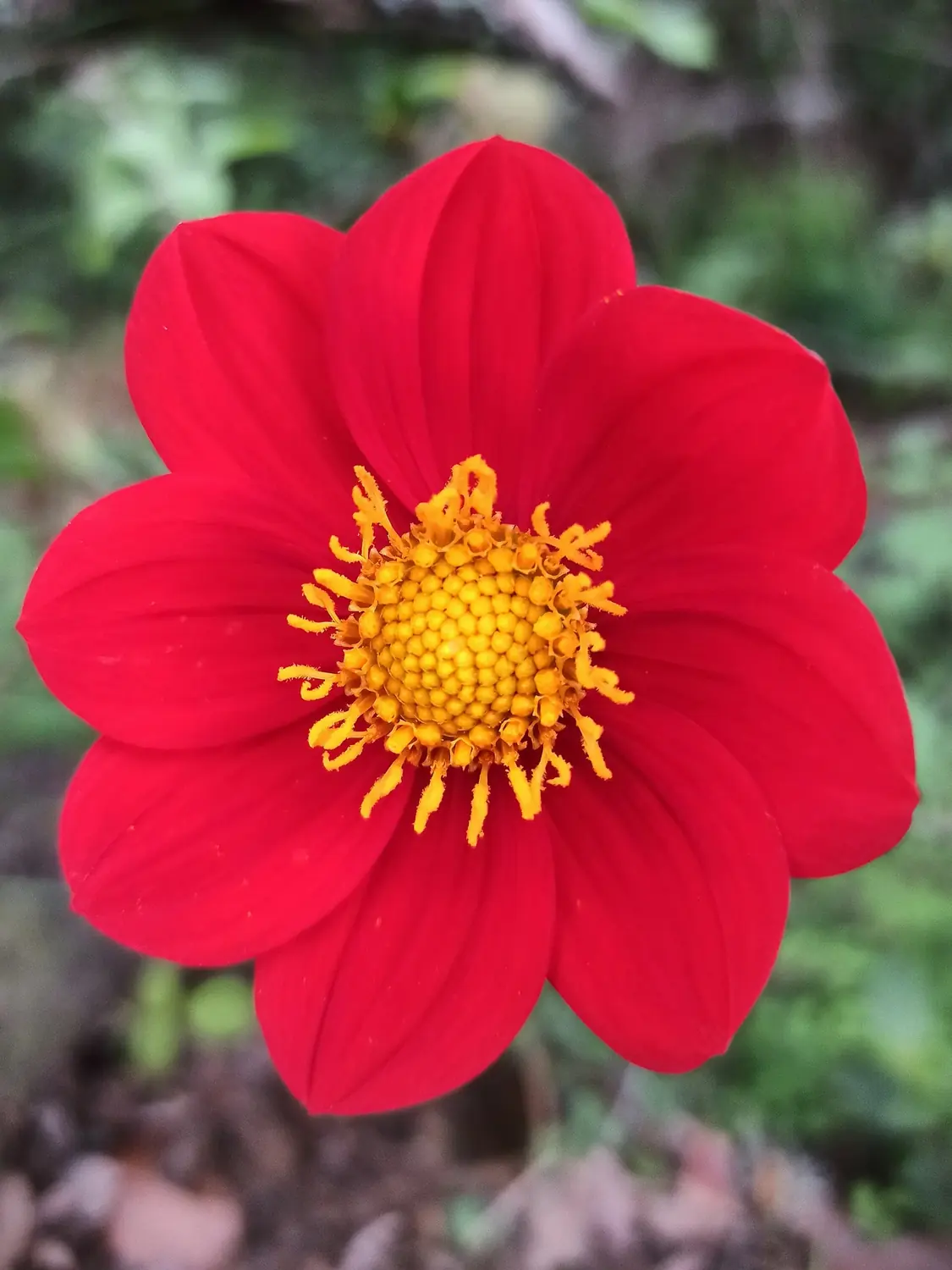 Flor roja de dalia silvestre Dahlia coccinea