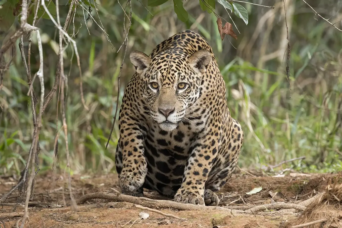 Jaguar (Panthera onca) caminando junto a un río